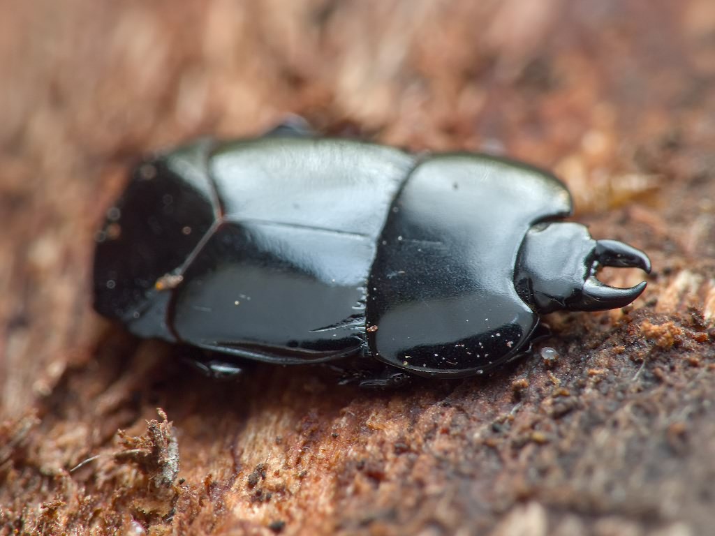 Hololepta plana (Sulzer, 1776)